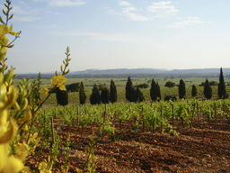 The vineyards of Chateauneuf du Pape